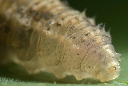 Eupeodes luniger